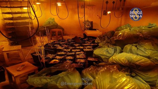 Desmantelada en Sevilla una plantación ilegal de marihuana con más de 20 kilos de cogollos