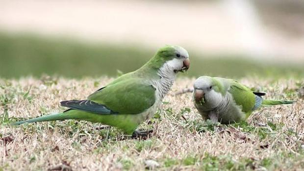 Las aves exóticas invasivas del parque de María Luisa se empezarán a sacrificar a partir del próximo otoño