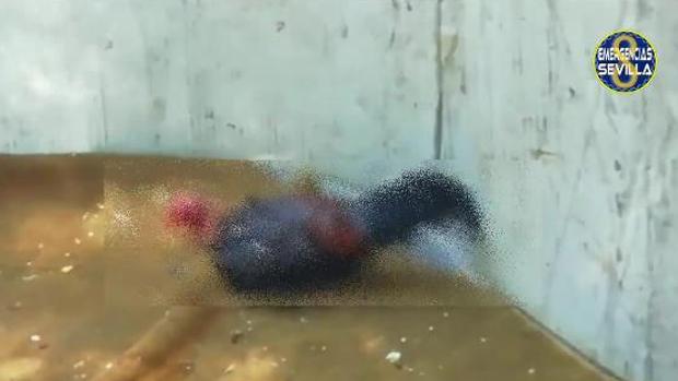 Denuncian a un joven acusado de maltrato animal por realizar peleas de gallos en Sevilla