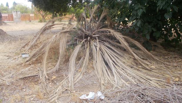 Alertan del mal estado del jardín del Monasterio de la Cartuja de Sevilla