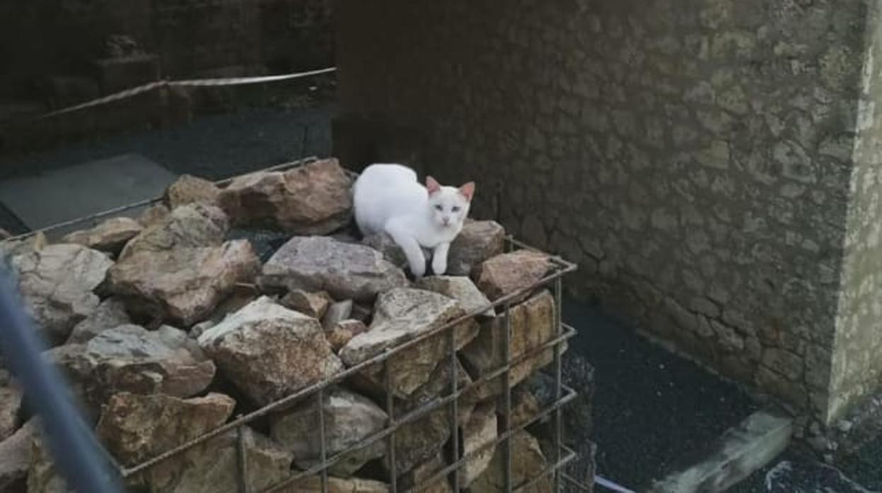 Uno de los gatos de la colonia del teatro romano de Santiponce