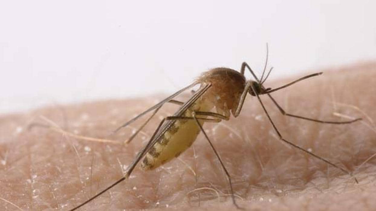El virus del Nilo Occidental se transmite por la picadura de mosquitos infectados