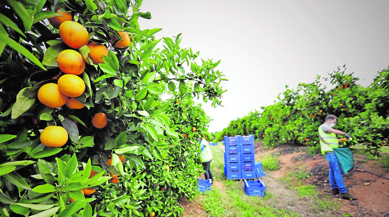 Jornaleros en la recogida de naranjas en el campo sevillano