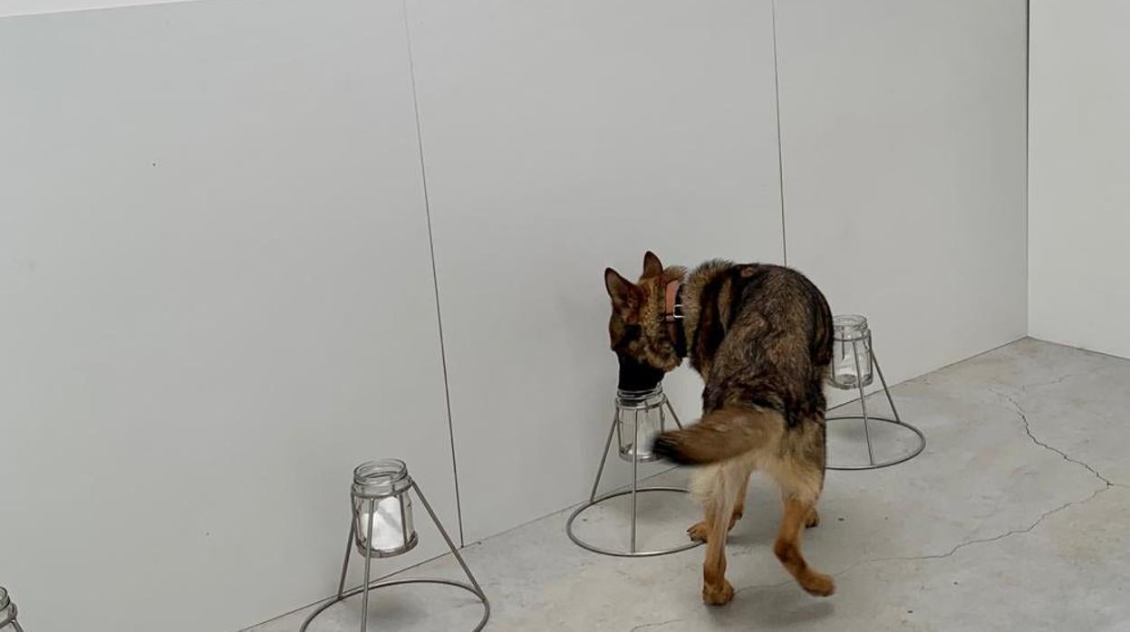 Uno de los perros adiestrados en el cuarto de los olores