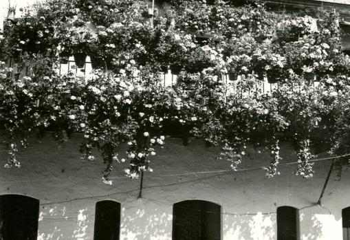 Balcones del número 82 de la calle Castilla, en Triana.