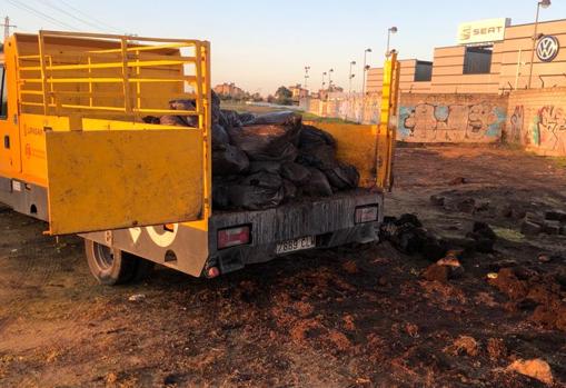 Un vehículo del Lipasam se lleva las bolsas con los restos de las plantaciones