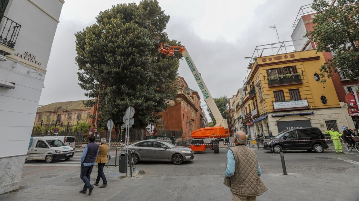 Los trabajos de poda en el ficus de la parroquia de San Jacinto