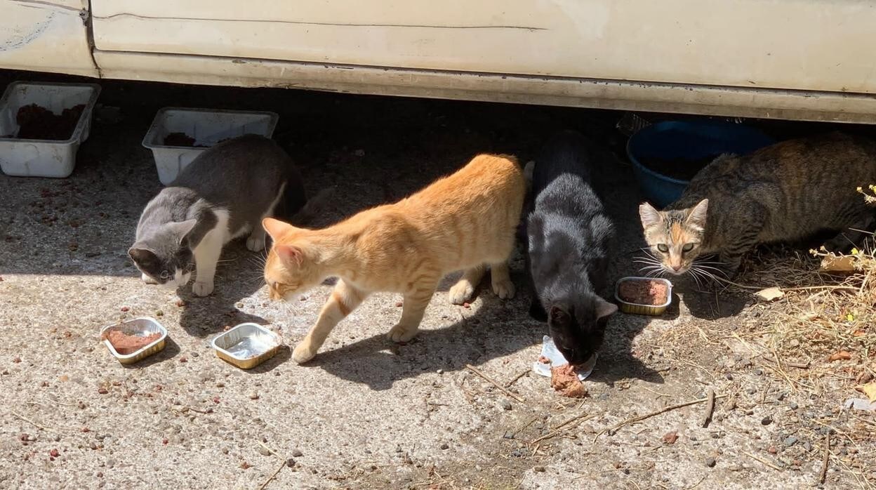 Algunos de los gatos que conforman la colonia debajo de un vehículo intervenido