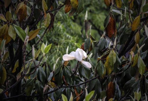 Cernuda identificó a Sevilla con el magnolio en flor
