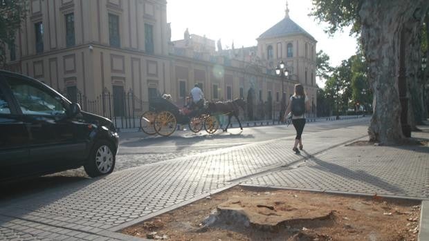 Herida una persona tras caerle una rama en la calle Palos de la Frontera de Sevilla