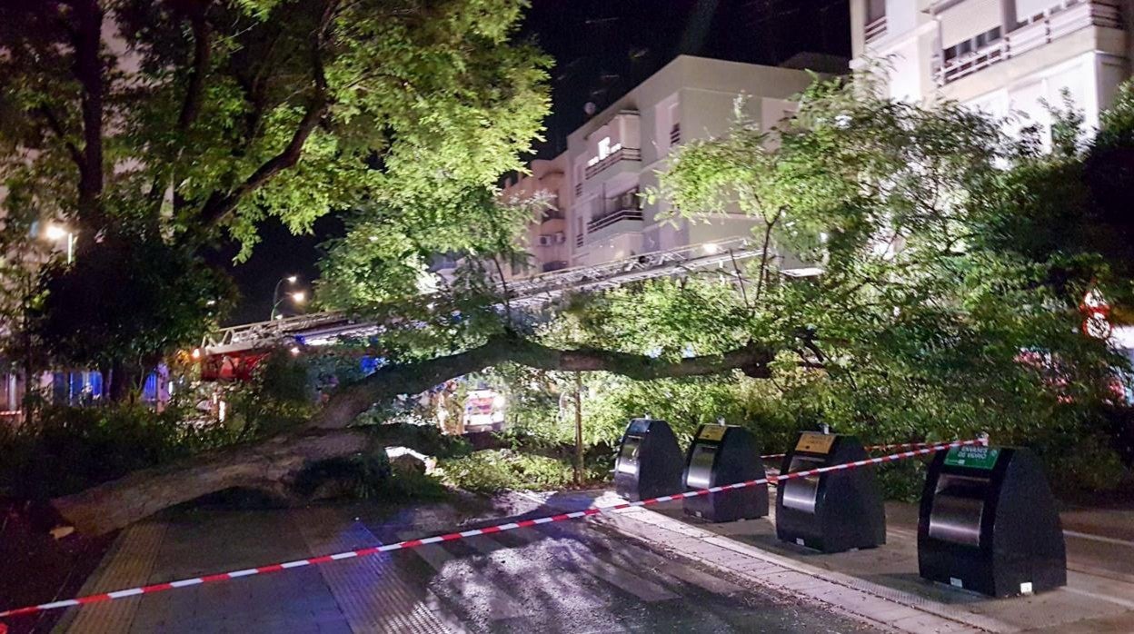 Caída de un árbol en la avenida de El Greco de la capital andaluza en 2020
