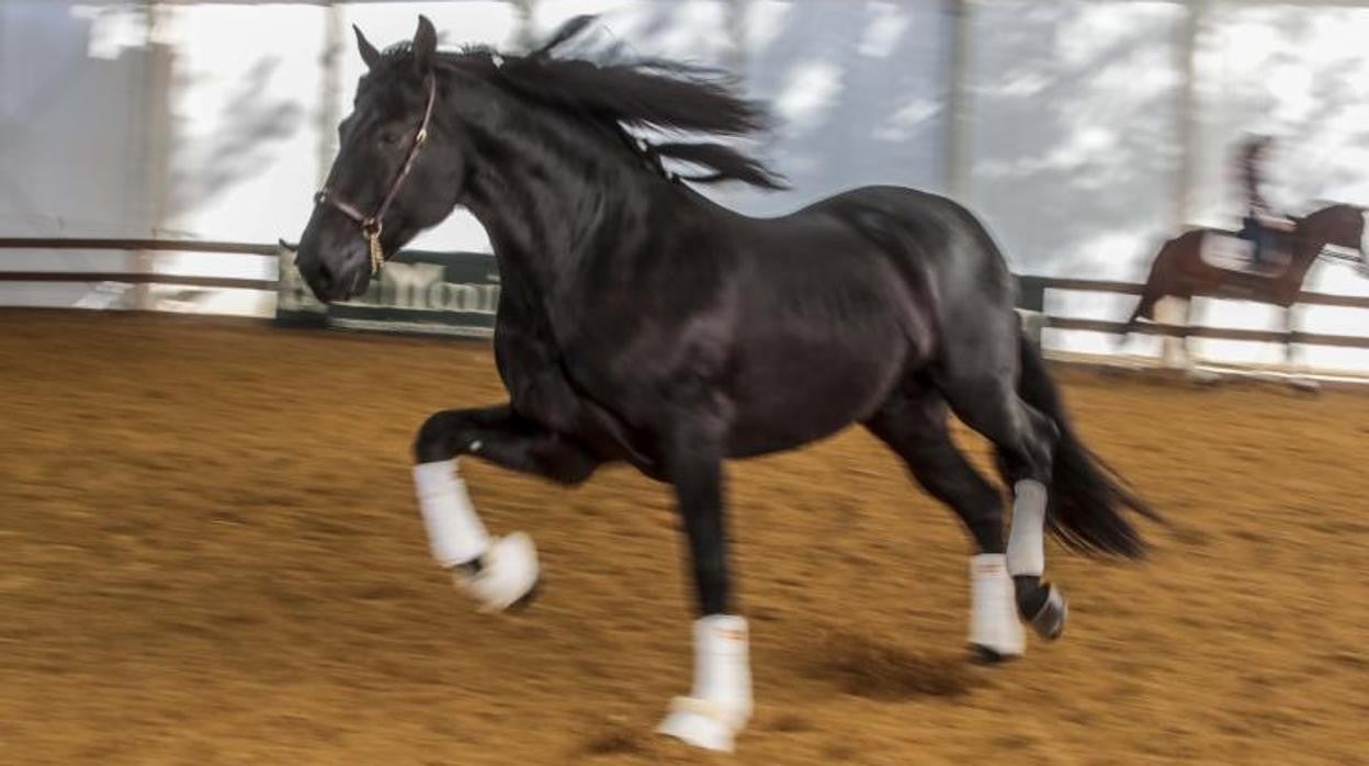 Imagen de un caballo en movimiento en la última edición de Sicab