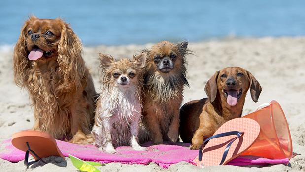 Mucha gente decide ir de vacaciones con su perro a la playa