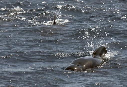 Otra de las imágenes que nos dejan estos avistamientos en la zona
