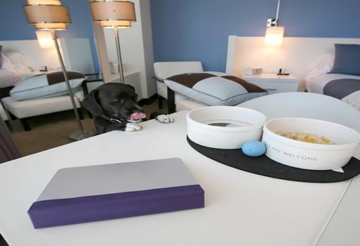 Paquete especial de bienvenida para mascotas