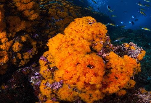 Coral naranja que es frecuente encontrar en la Costa Tropical