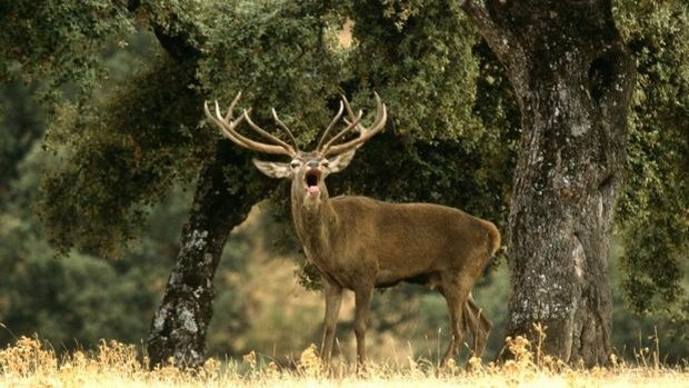 La berrea del ciervo y la ronca del gamo abren el otoño en el Campo de Gibraltar