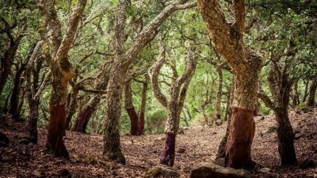 Siete bosques asombrosos de Andalucía que parecen encantados