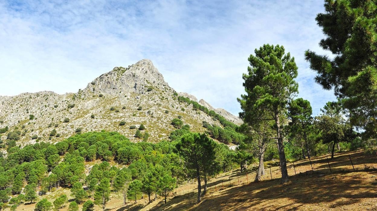 Imagen de pinsapos en la Sierra de Grazalema
