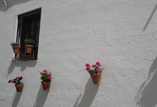 Las calles encaladas repletas de macetas son una constante en Zahara