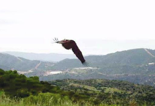 Diez lugares para el avistamiento de aves en Andalucía