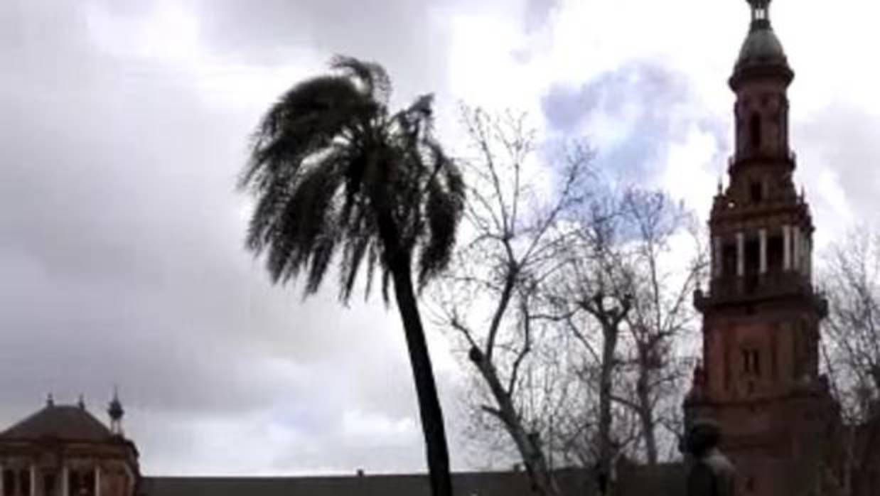 La espectacular caída de una palmera de la Plaza de España de Sevilla