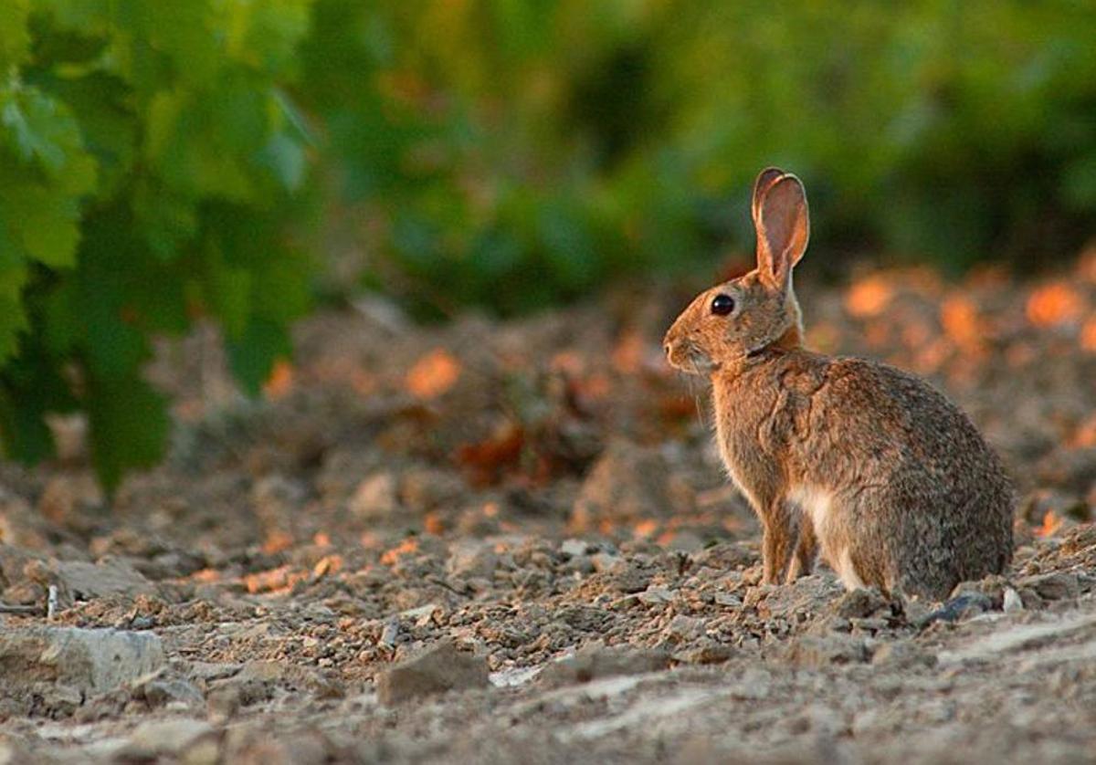 perfil de conejo de pie