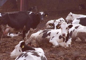 La ganadería toma la delantera en el uso de la inteligencia artificial en el campo