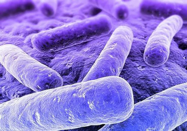 ¿qué Es La Klebsiella Detectada En Málaga Y Cómo Se Contagiaemk 7384