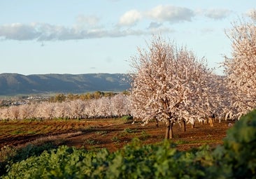 La campaña de la almendra arranca en Córdoba marcada por la sequía