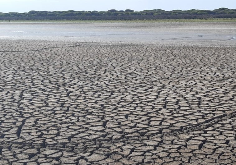 Imagen de los estragos de la sequía en Doñana