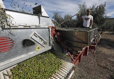 Baja cosecha de verdeo por la sequía y el alto precio del aceite de oliva