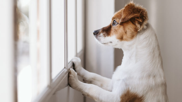 cuanto tiempo se puede dejar solo un perro rspca