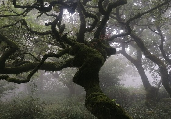 Imagen del Bosque de Niebla, en el Parque Natural de Los Alcornocales