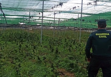 Descubren 5.000 plantas de cannabis mientras investigaban el posible tiroteo a cuatro personas en un pueblo de Granada