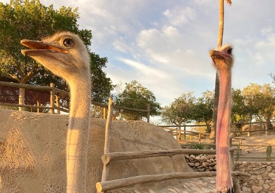 Dos ejemplares de avestruz de este parque almeriense