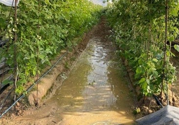 La escasa dotación de riego condicionará la campaña algodonera