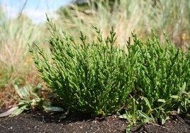 Qué es la salicornia, la planta que ayuda a prevenir los ictus: dónde se compra y cómo se come