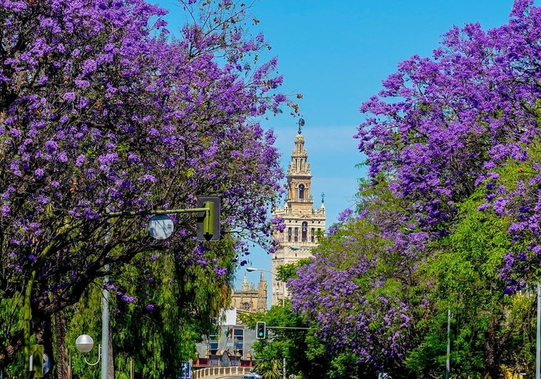 jacarandas-flor-sevilla_20230502170057-R