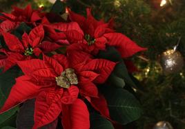 Imagen de la Flor de Pascua junto al árbol de Navidad