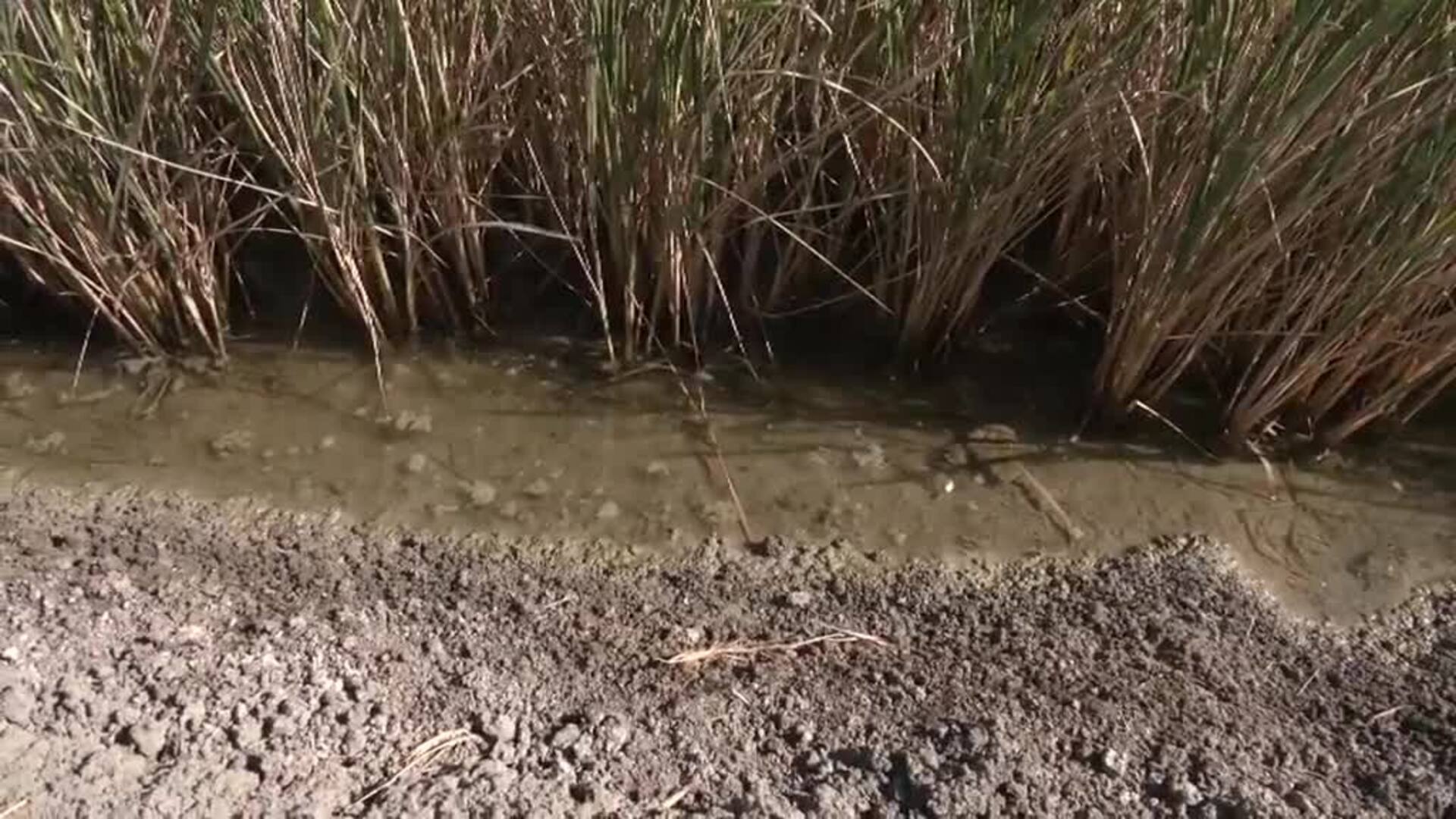 El 60 por ciento de los arrozales andaluces está en barbecho a causa de la sequía