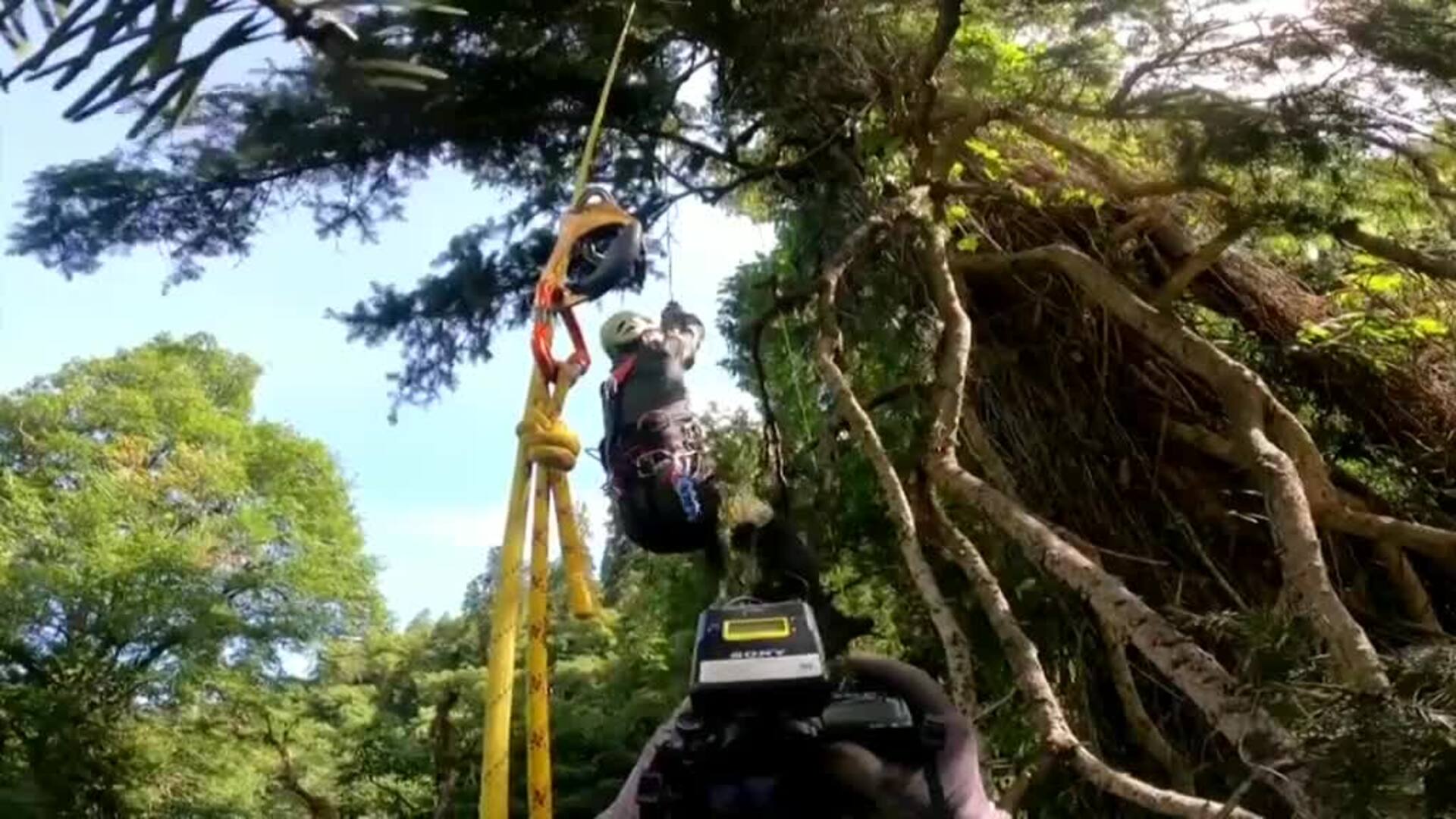 Hallan en el Tíbet el árbol más grande de China con una altura de 83,4 metros