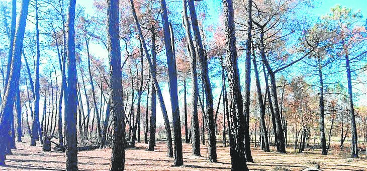 Riqueza olvidada y reducida a combustible