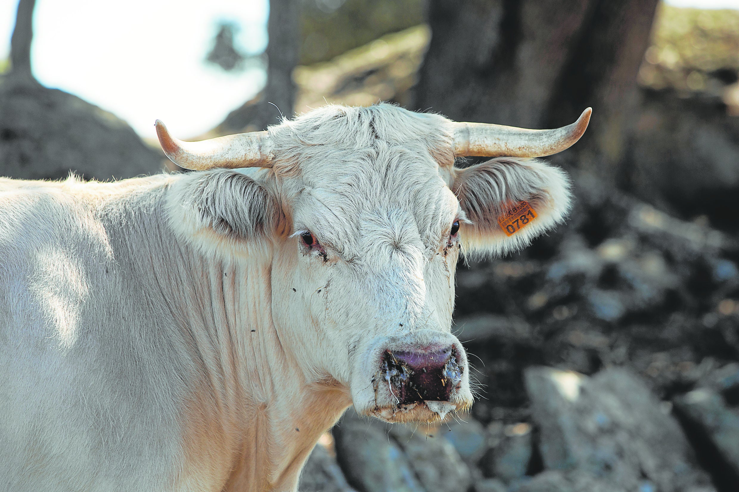 El 'covid de las vacas' eleva en 3.000 las muertes en la cabaña de bovino
