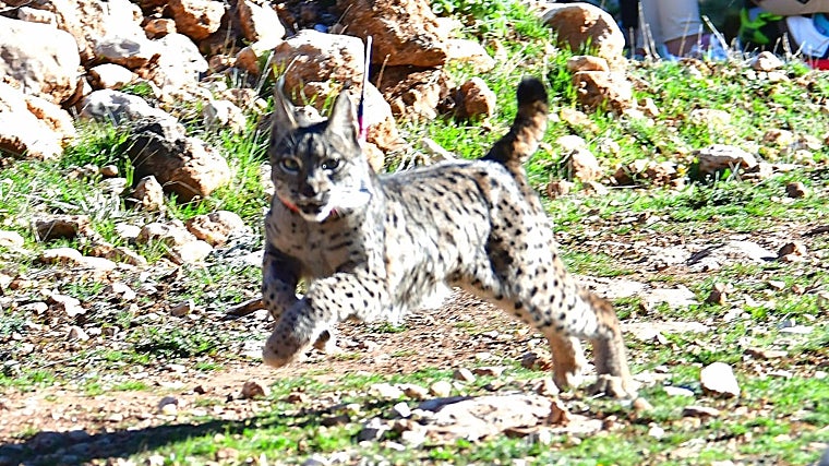 Otro de los cinco linces, de diez meses de vida