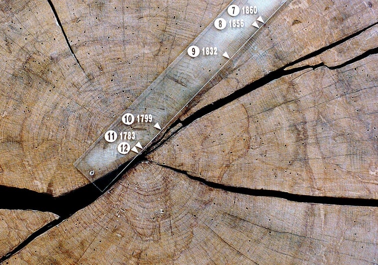 Los bosques centenarios sacan músculo contra el cambio climático