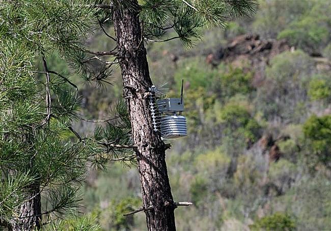 Sensores que huelen bosques para apagar incendios