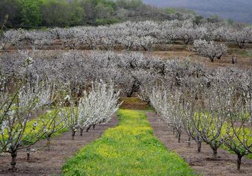 Las consecuencias de una primavera en enero: menos cultivos y menos insectos
