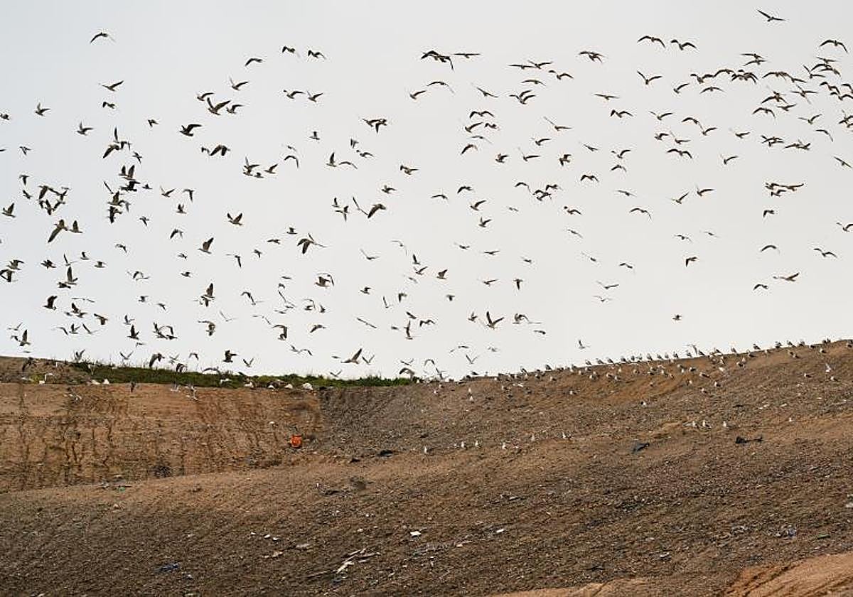 Gaviotas sobrevuelan una montaña de residuos en un vertedero.
