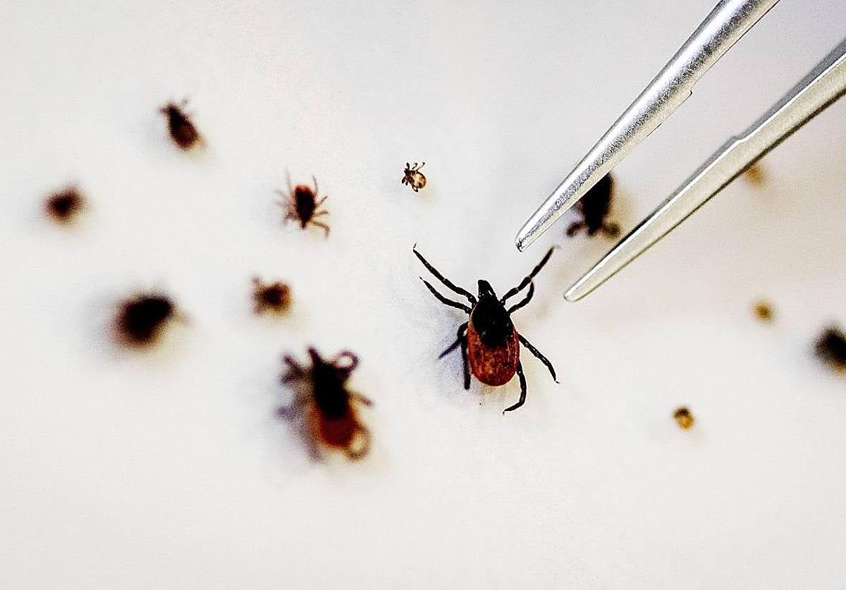 Aspecto de una garrapata fotografíada en primer plano.